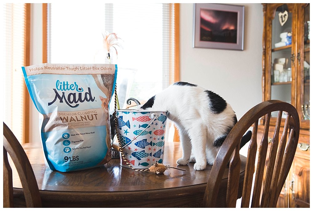 Signs you are becoming a crazy cat lady.