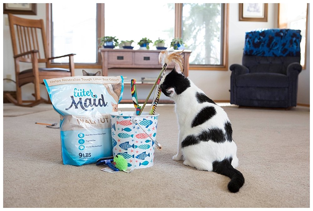 Signs you are becoming a crazy cat lady.