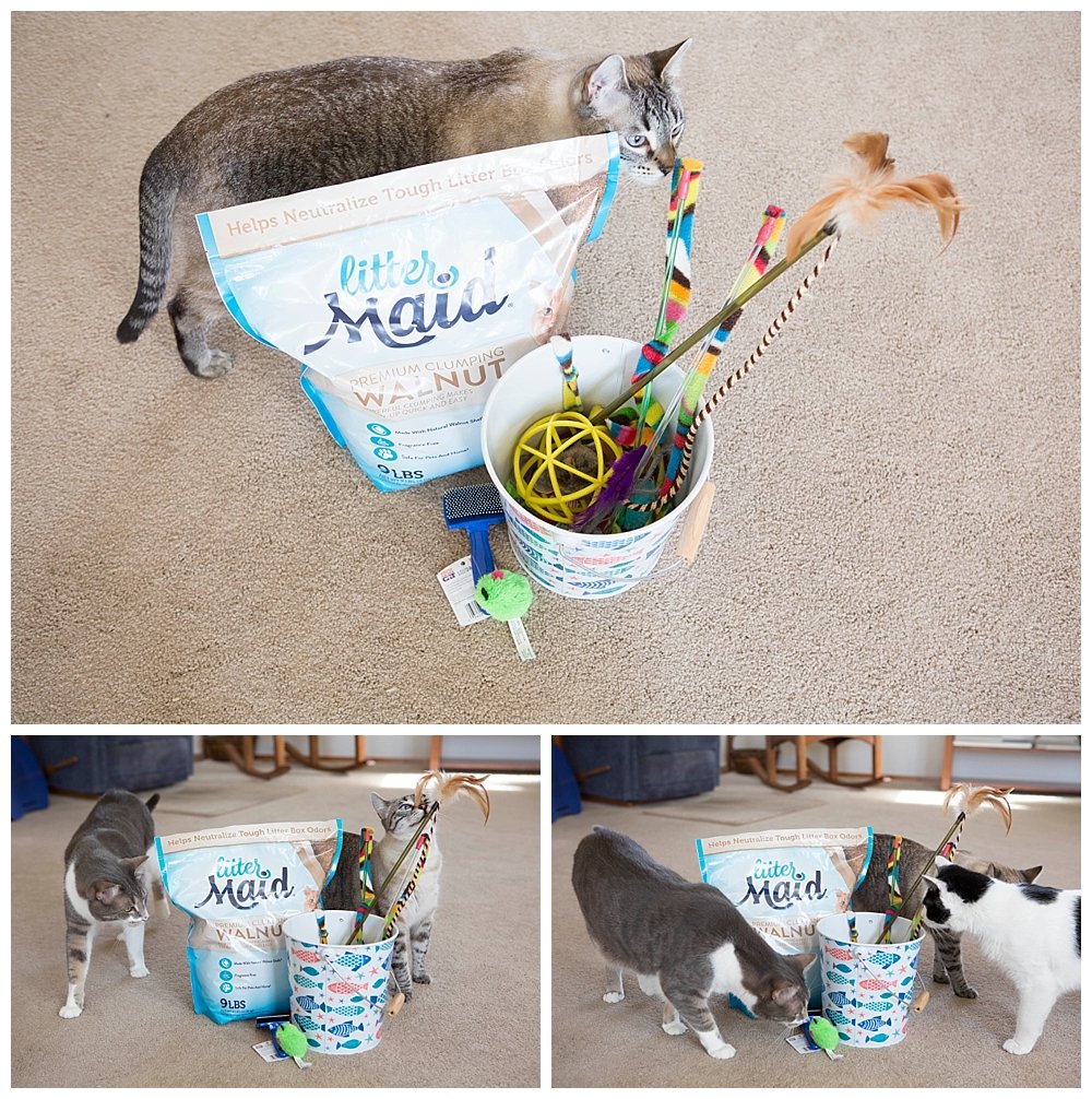 Signs you are becoming a crazy cat lady.