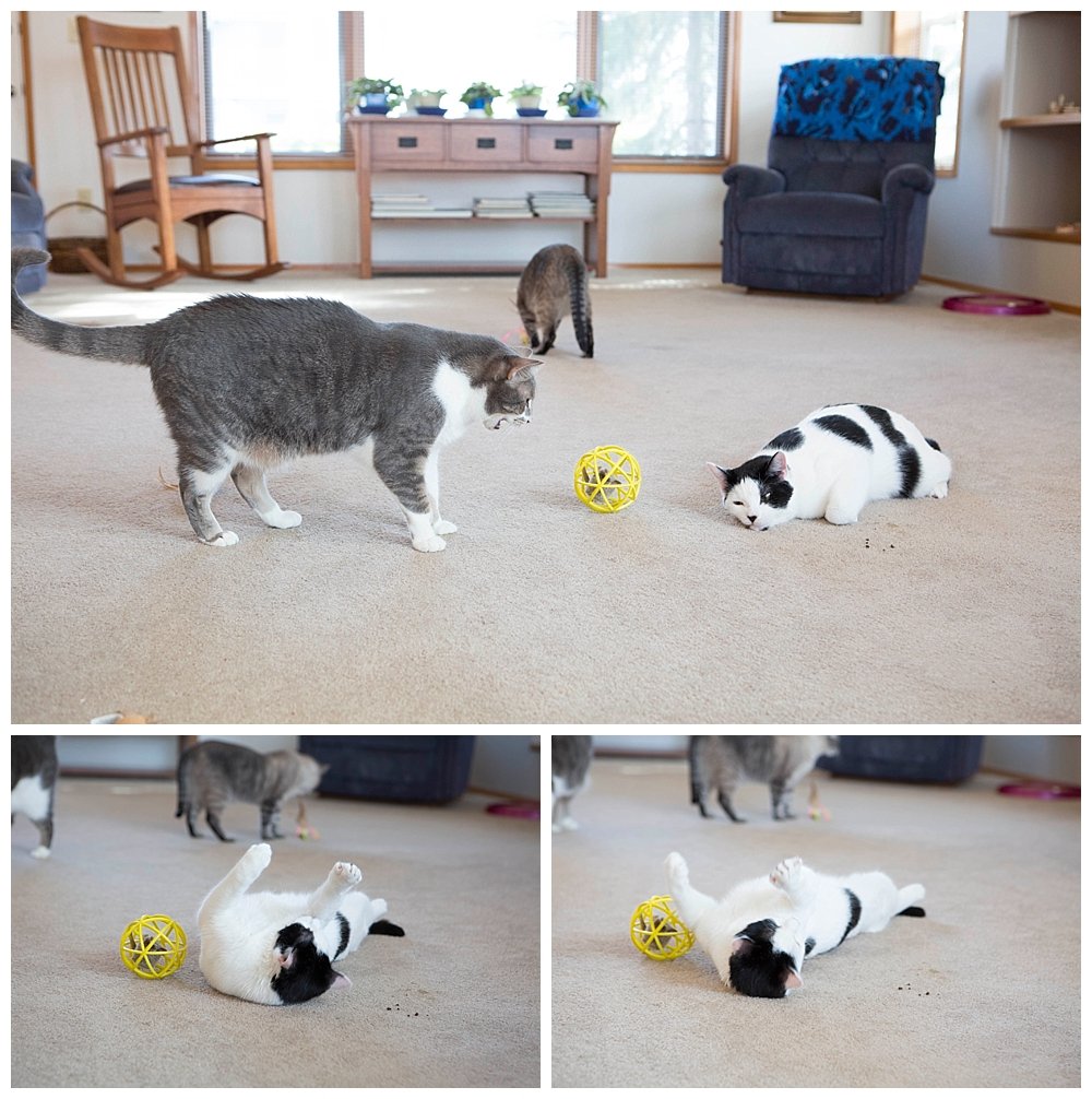 Signs you are becoming a crazy cat lady.