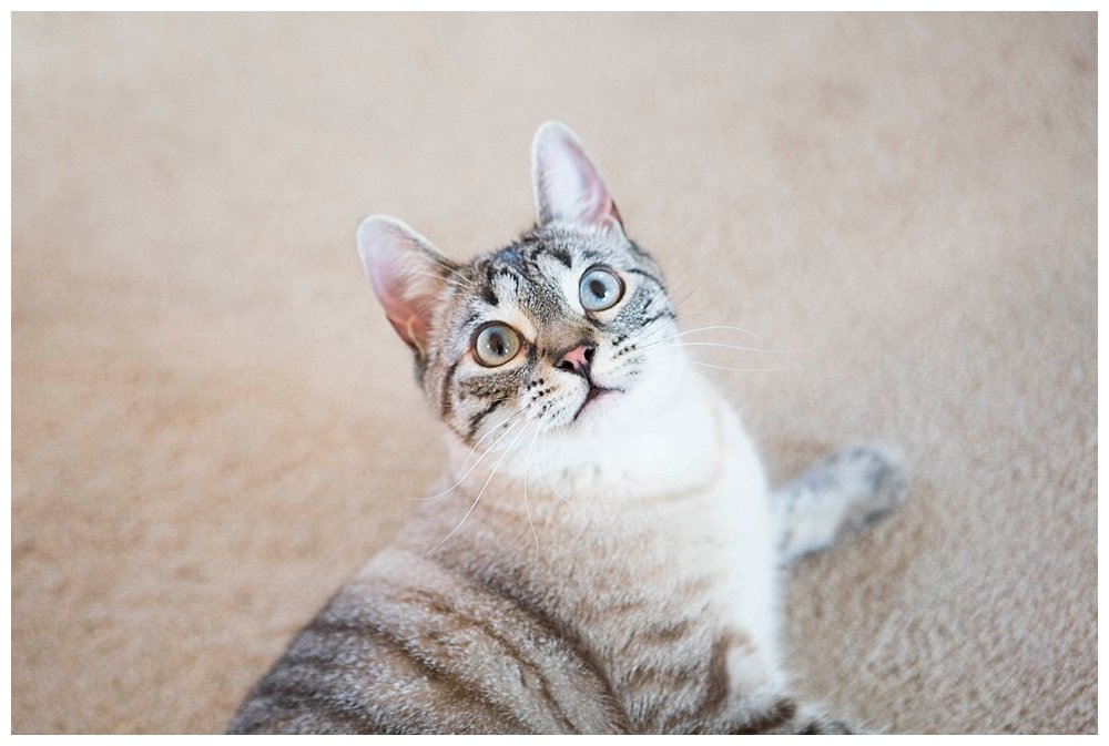 Signs you are becoming a crazy cat lady.