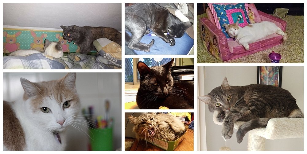 Signs you are becoming a crazy cat lady.